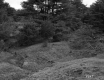 View toward Forest
