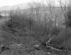 Simonds Property, Trees and Stream