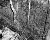 Banfill Property, Forest View