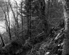 Banfill Property, Forest View