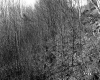 Banfill Property, Forest View