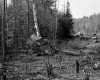 Banfill Property, Logging in Forest