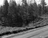 Banfill Property, Forest View