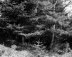 Banfill Property, Forest View