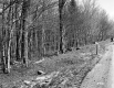 Forest along Route 100