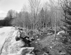 Forest Creek along Route 100