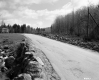 Forest and Creek along Route 100