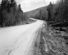 Forest along Route 100