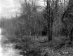 Forest along Route 100