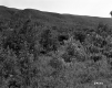 Forested Hill