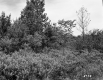 Trees and Shrubs