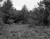 Trees and Shrubs