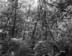 Branches and Ferns