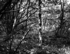 Forest View
