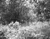 Forest View