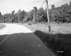 Forest on Rural Road