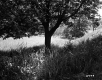 Tree in Meadow