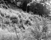 Shrubs and Forest on Hillside