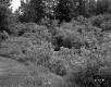 Shrubs and Trees