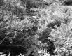 Shrubs along Water