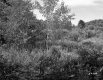 Shrubs and Trees