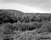 Forested Hills