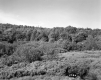 Forested Hills