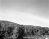 Forested Hills