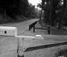 Guard Posts on Route 11 in Chester
