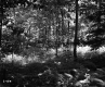 Forest View