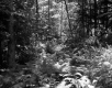 Forest View