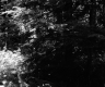Forest View