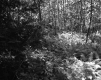 Forest View