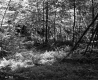 Forest View