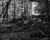 Forest View