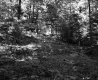 Forest View