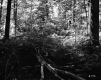 Forest View