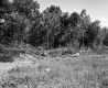 Forest View