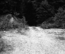 Forest View