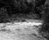 Forest View