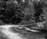 Forest View