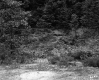 Forest View