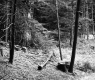 Forest View