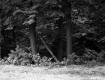 Forest View