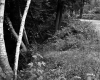 Forest View