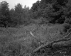 Forest View