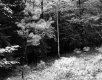 Forest View