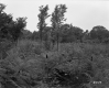 Forest View