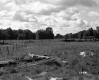 Fenced Pasture, Sibley Farmstead