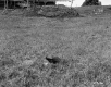 Ingham Farmstead